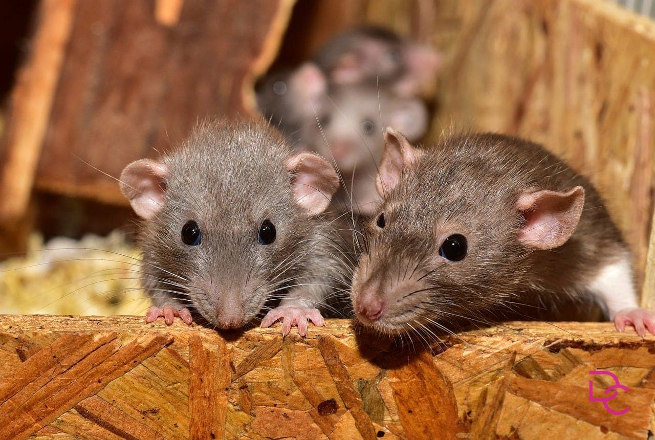A Corrida dos Ratos: Entre a Ansiedade e a Esperança